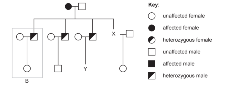 <p>Thrombophilia probability based on pedigree chart </p>