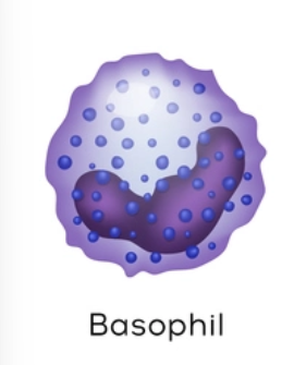 <p>granulocytes: desc basophils and their fxns</p>