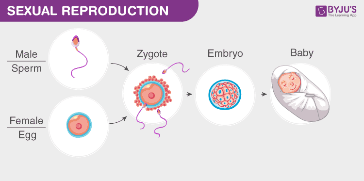 <p><strong>Sexual reproduction </strong>involves <strong>two </strong>parent organisms; a male and a female from the same species.</p>
