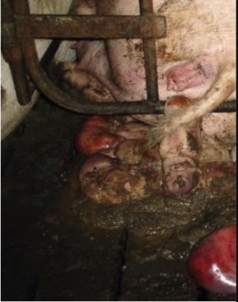 <p>Leptospirosis</p>
