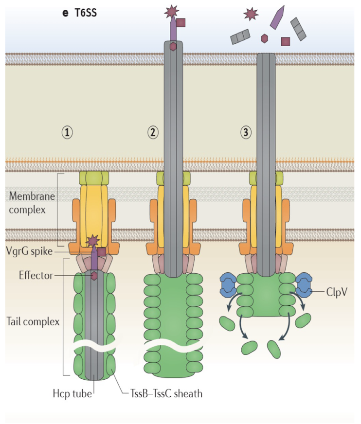 <ul><li><p><strong>Membrane complex similar to Type IV SS</strong></p></li></ul><ul><li><p>Tail complex similar to <strong>bacteriophage tail</strong>. </p></li><li><p><strong>Signal event </strong>from effector protein <strong>leads to movement of the</strong> <strong>Hcp tube </strong><u>and consequent injection of protein</u></p></li></ul><ul><li><p>Often used in <strong>bacterial warfare</strong> (interbacterial competition).<br><span>👉</span> <em>Extra:</em> <span style="color: green;"><strong><em><span>Vibrio cholerae</span></em><span> and </span><em><span>Pseudomonas aeruginosa</span></em></strong></span> use T6SS for both virulence and niche dominance.</p></li></ul><p></p>