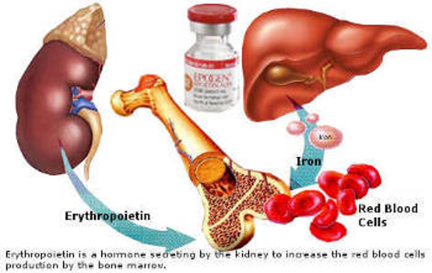 <p>hormone secreted by the kidney to <strong><span class="bgB">stimulate the production of red blood cells</span></strong> by bone marrow</p>