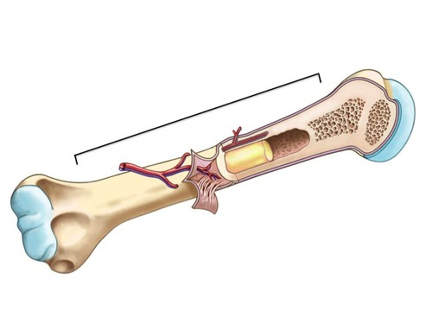 <p>The middle shaft of a long bone consists of a thick layer of superficial compact bone.</p><p>The compact bone surrounds a thinner layer of spongy bone tissue.</p><p>A space called the medullary cavity is located deep within bone and is filled with yellow bone marrow.</p>