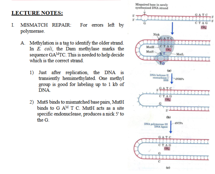 <p>Mismatch Repair (MMR): “Fixing incorrectly paired bases.”</p><p>I. MISMATCH REPAIR: For errors left by polymerase.</p><p>A. <strong>Methylation </strong>is a<strong> tag </strong>to identify<strong> the older strand. </strong>In<strong> E. coli</strong>, the <strong>Dam methylase</strong> marks the sequence GA<sup>M</sup>TC. This is needed to help decide which is the correct strand.</p><ul><li><p><strong>D</strong> = DNA</p></li><li><p><strong>a</strong> = adenine</p></li><li><p><strong>m</strong> = methyltransferase</p></li></ul><p>This enzyme <strong>methylates adenine in DNA</strong></p><p>1) Just after replication, the DNA is transiently hemimethylated by Dam Methylase. One methyl group is good for labeling up to 1 kb of DNA.</p><p>2) <strong>MutS binds</strong> to<strong> mismatched base pairs</strong>, </p><p>3) <strong>MutH binds to G A<sup>M</sup> T C</strong>. <strong>MutH</strong> acts as a site <strong>specific endonuclease, produces a <u>nick </u>5' to the G.</strong></p><ul><li><p><strong>Mut–</strong> = <em>mutator</em> (mutation-related gene/protein)</p></li><li><p><strong>S</strong> = originally named <strong>“S gene product”</strong> from early screens<br>The letter does <strong>not</strong> stand for a meaningful word;<br>it is simply a designation from the original mutator strains.</p></li><li><p>MutS is the <strong>mismatch recognition protein</strong>.</p></li></ul><p></p><ul><li><p><strong>Mut–</strong> = mutator</p></li><li><p><strong>H</strong> = again, a simple letter designation from early mutator experiments.<br>It does <strong>not</strong> stand for a specific biochemical term.</p></li><li><p>MutH is an <strong>endonuclease</strong> activated by MutL and MutS, recognizes <strong>hemimethylated GATC sites</strong></p></li><li><p>cuts the <strong>unmethylated strand</strong> (the newly synthesized one)</p></li></ul><p></p>