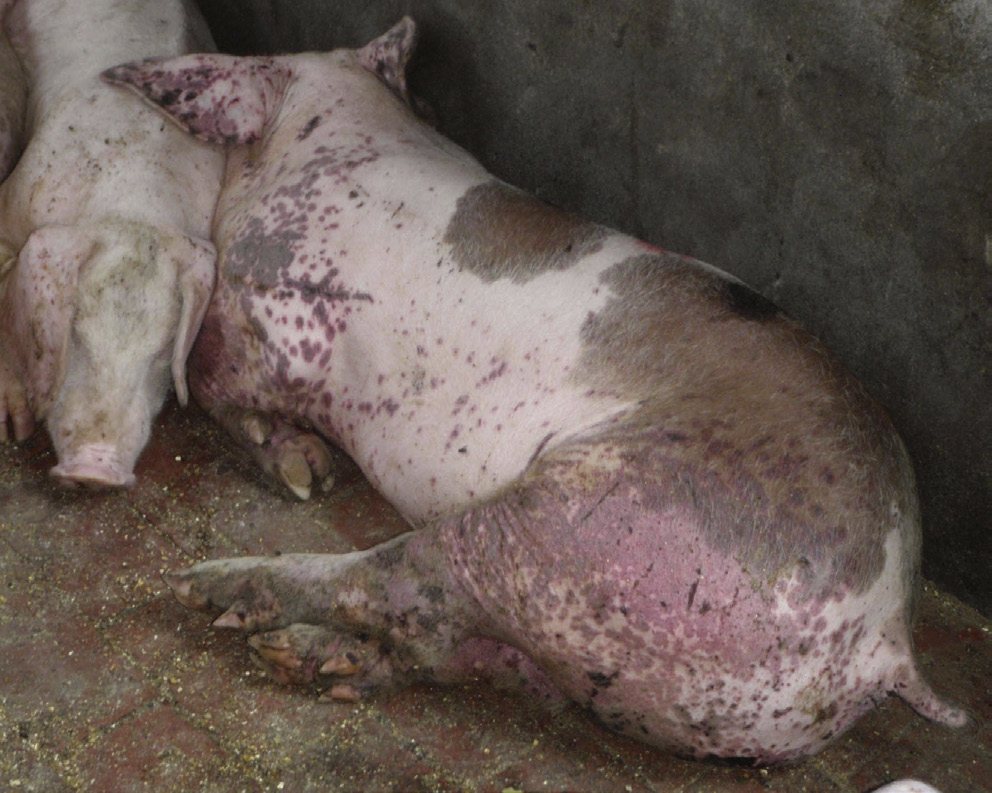 <p>What potential virus could cause the associated lesions?</p>
