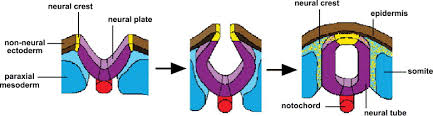 <p>-most is derived from the mesoderm (specifically the paraxial mesoderm) </p><p>-some derived from the neural crest cells which are made up of ectoderm</p>