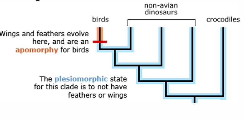 <p><strong>Important Assumptions in Trees</strong><br></p>