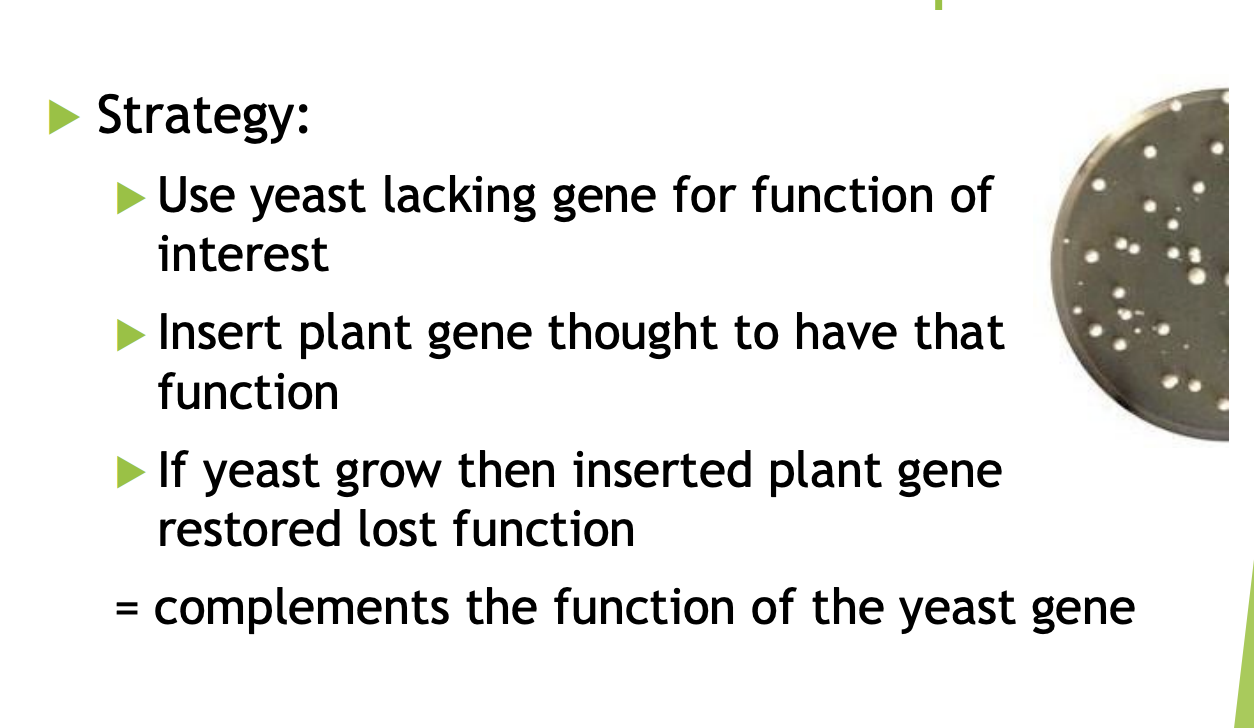 <ul><li><p>plant gene rescue→ yeast complementation</p><ol><li><p>Yeast strains mutated in transporter function of interest</p></li><li><p>transformed with a population of cDNA from plant roots</p></li><li><p>restoration of growth indicated functional complementation by plant gene</p></li></ol></li></ul><p></p>