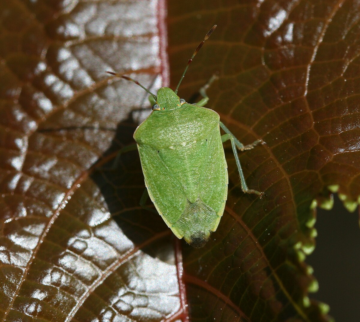 <p>pentatomidae</p>