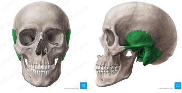 <p>Latin for Time, side of skull</p>