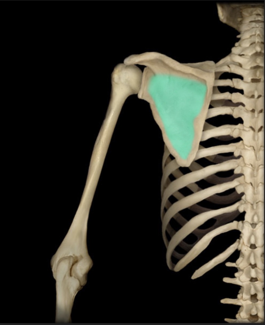 <p><span style="font-family: Arial, sans-serif; color: rgb(45, 59, 69)">depression on the posterior surface of the scapula inferior to the spine</span></p>