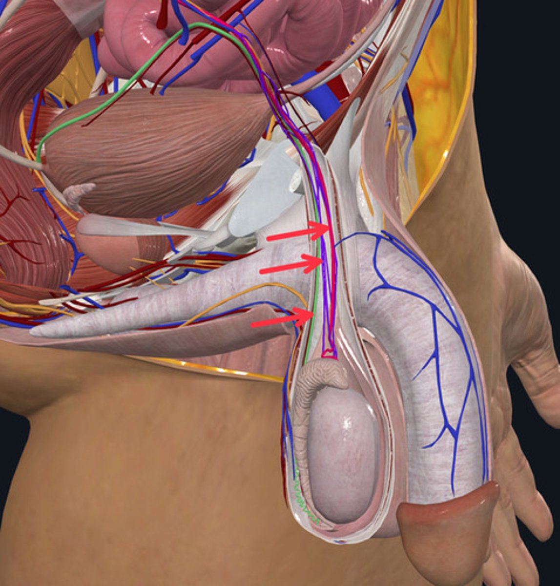 <p>ID the Group of Vessels Marked by the Red Arrows</p>