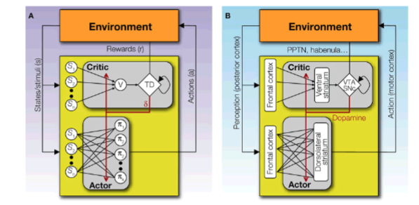 <p><span style="color: rgb(2, 2, 2);"><strong><span>Takahashi et al. 2008</span></strong></span></p><p></p><p><span style="color: rgb(2, 2, 2);"><span>In the actor-critic model </span></span><span style="color: rgb(16, 13, 13);"><strong><span>PPTN (pedunculopontine nucleus) </span></strong><span>and </span><strong><span>the lateral habenula</span></strong><span> represent what?</span></span></p><p><span style="color: rgb(16, 13, 13);"><span>cue signals vs environmental signals</span></span></p><p><span style="color: rgb(16, 13, 13);"><span>who is the actor</span></span></p><p></p>