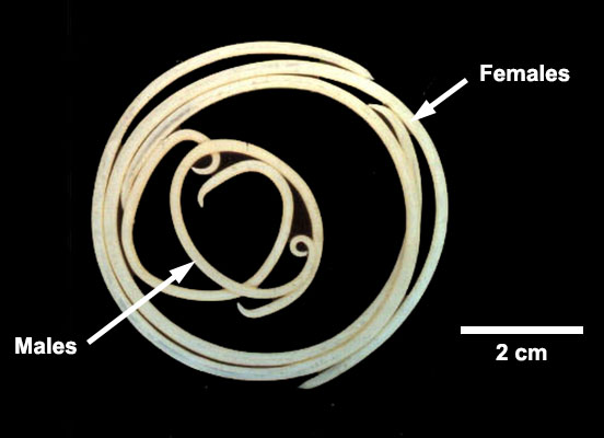 <p>Identify this parasite</p>