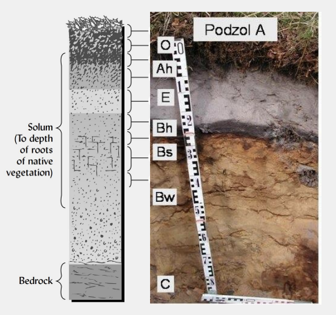 <p>describe the <strong>B horizon.</strong></p>
