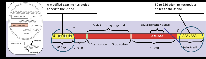 <p>Alternation of mRNA Ends (5’ and 3’)</p>