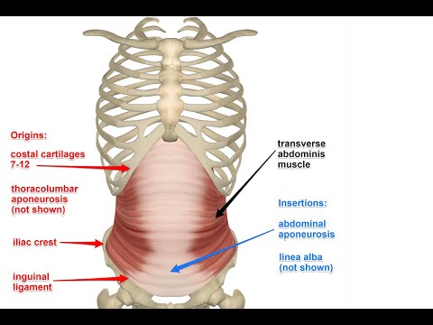 <p>Transverse abdominis</p>