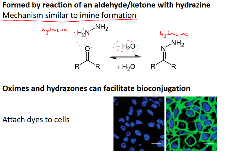 <ul><li><p>reacting an ald/ket with hydrazine </p></li><li><p>mechanism follows that of imine formation </p></li></ul><p></p>