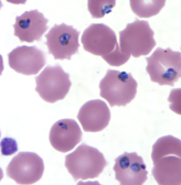 <p>Dr. Vicente Y. Belizario Jr.</p>