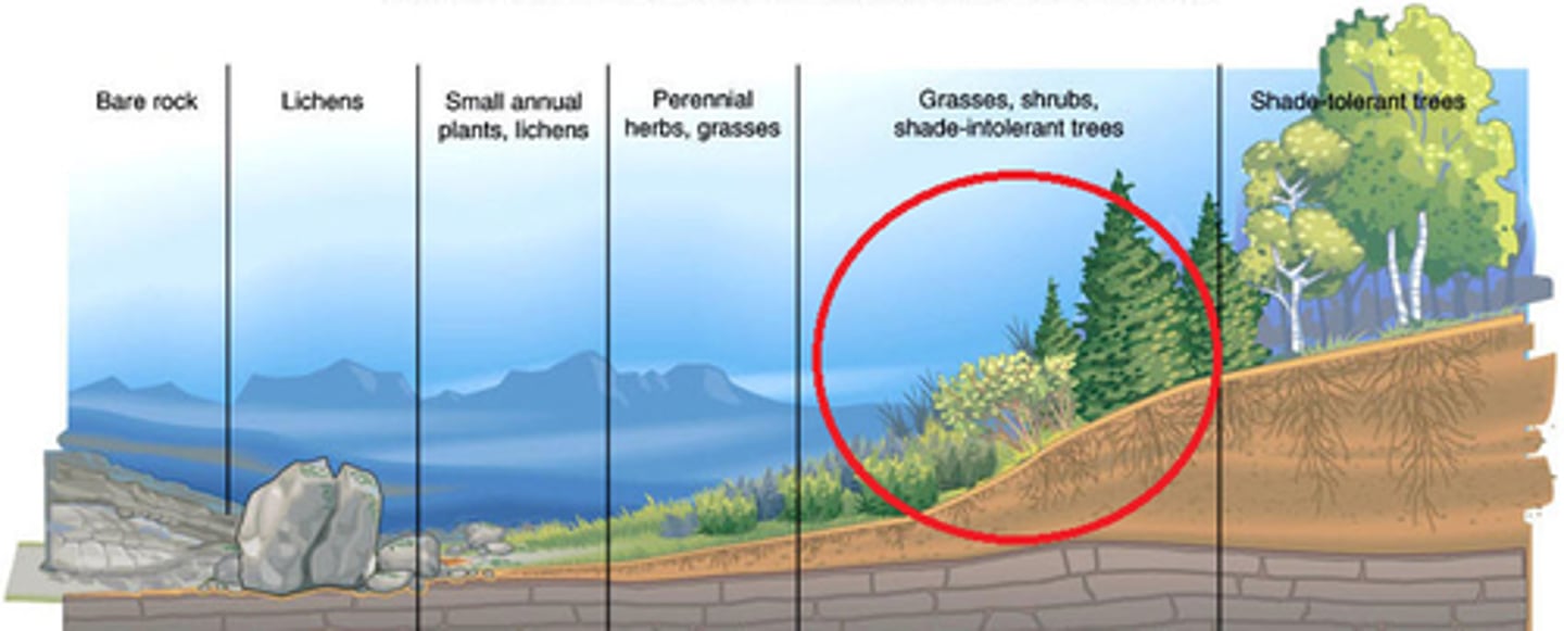 <p>An intermediate stage found in ecological succession in an ecosystem advancing towards its climax community.</p>