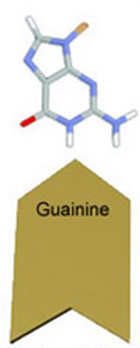 <p>one of the bases of DNA that binds with cytosine.</p>