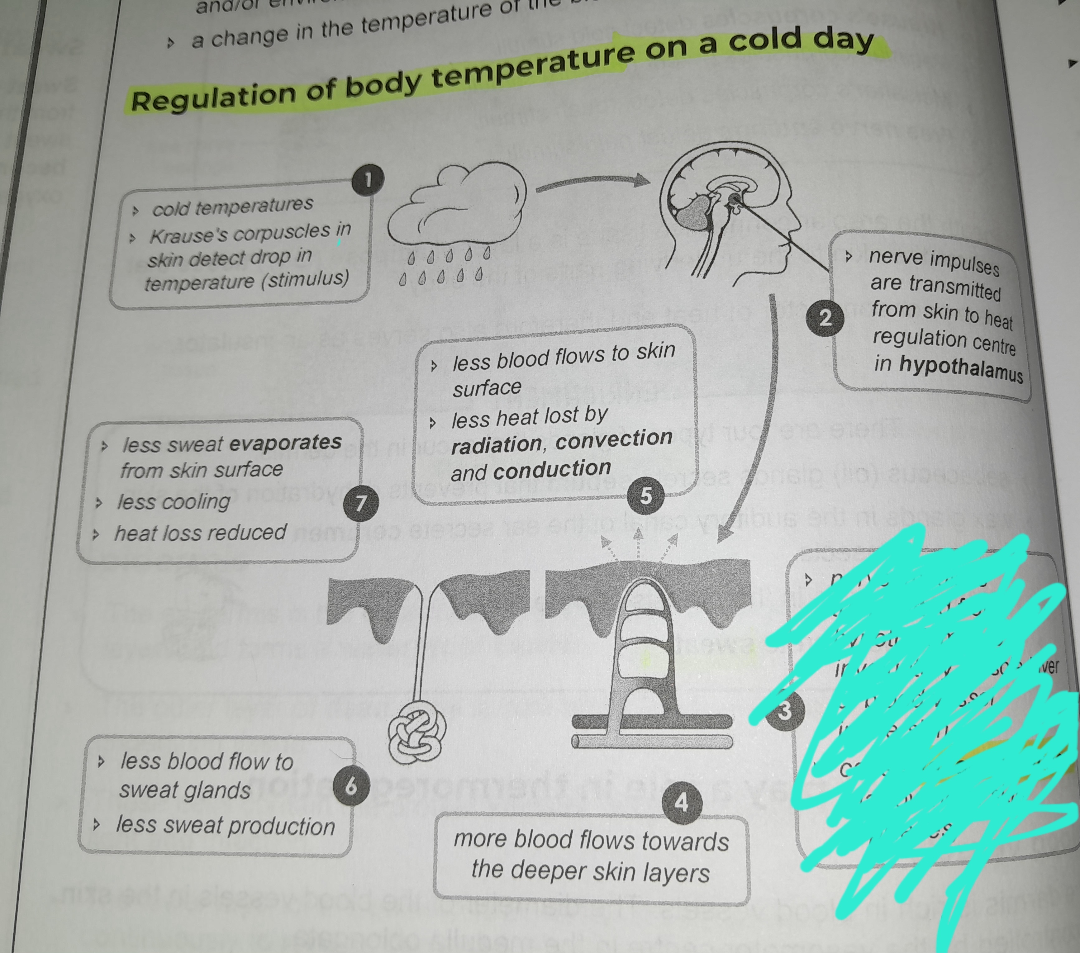 term image