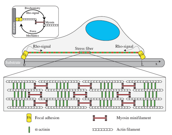 Complexes of actin and myosin. 

Found at back part of cell. 

Extend between two focal adhesions.