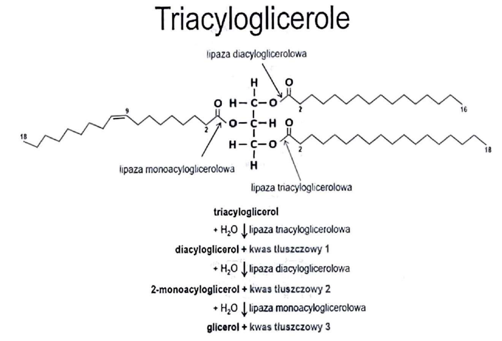<p>(Hydrolazy)</p><p>Rozkład triglicerydów do kwasów tłuszczowych i glicerolu.</p>