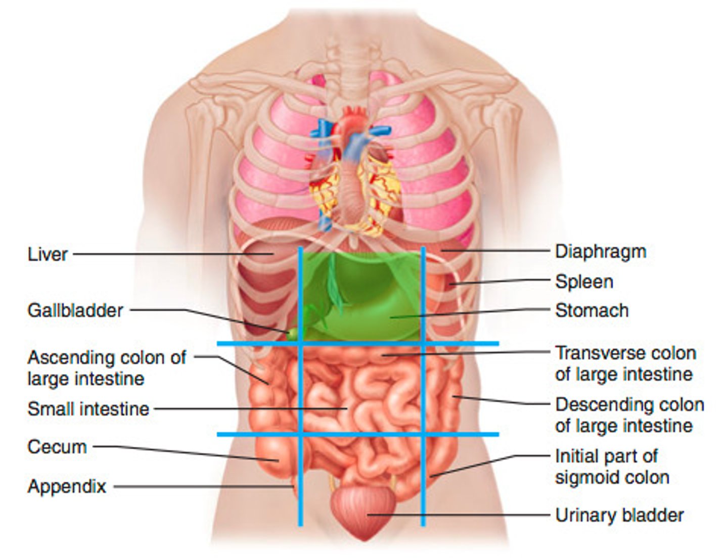 <p>stomach, liver, pancreas, right and left kidneys</p>