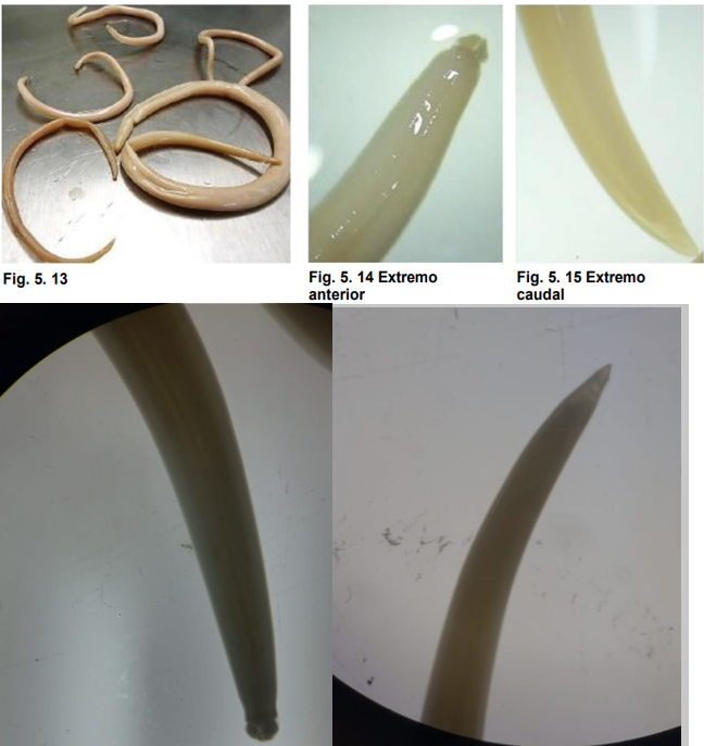 <ul><li><p>localización: intestino degado</p></li><li><p>Huesped: equinos</p></li><li><p>Ciclo de vida directo </p></li><li><p>Posed 3 labios de forma cuadrangular, divididos por un surco horizontal sobre su superficie media, y separados por 3 interlabios.</p></li><li><p>M: cola tiene alas laterales y las espiculas son largas y gruesas.</p></li></ul>