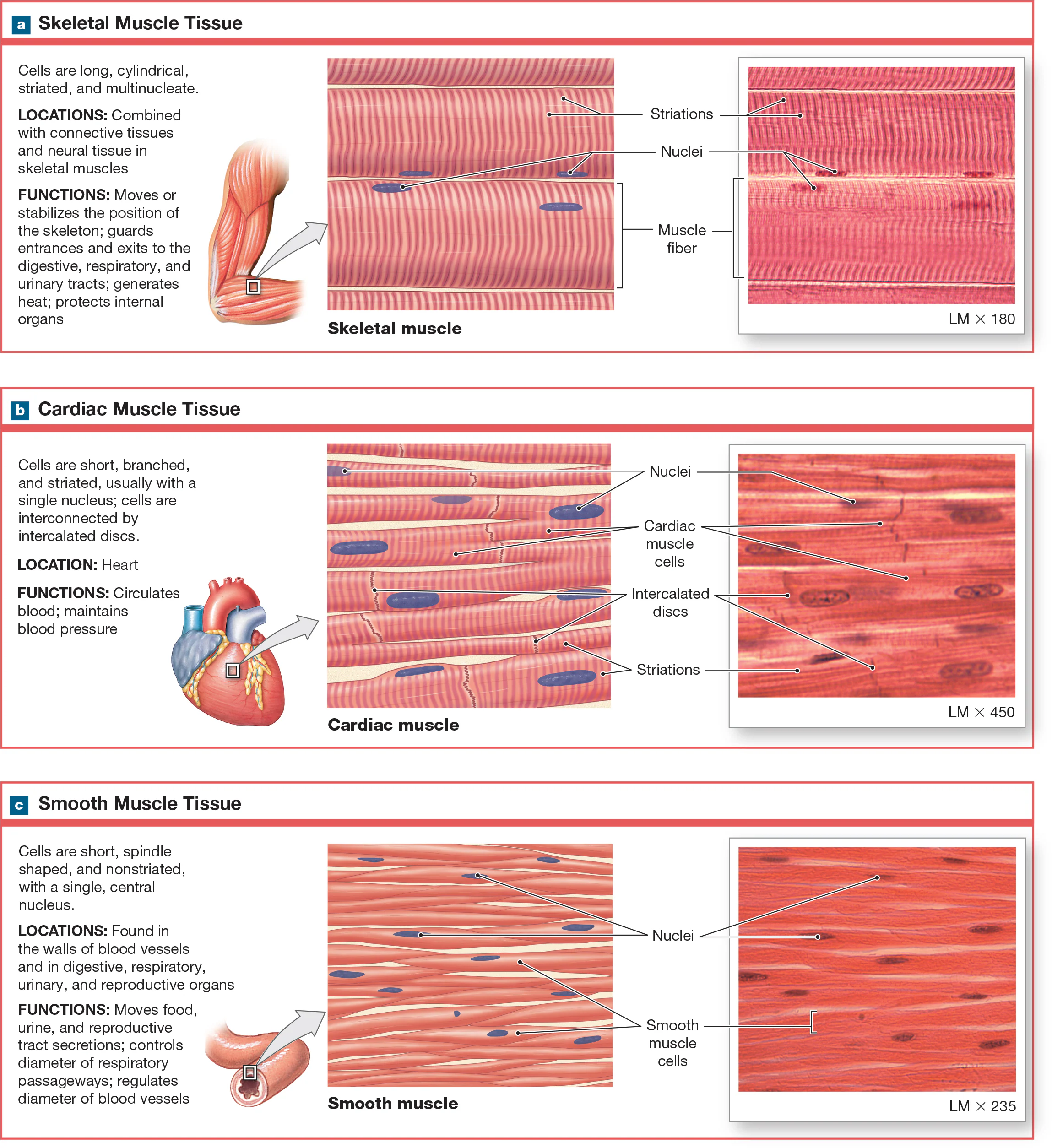 <p>Smooth Muscle Tissue </p>