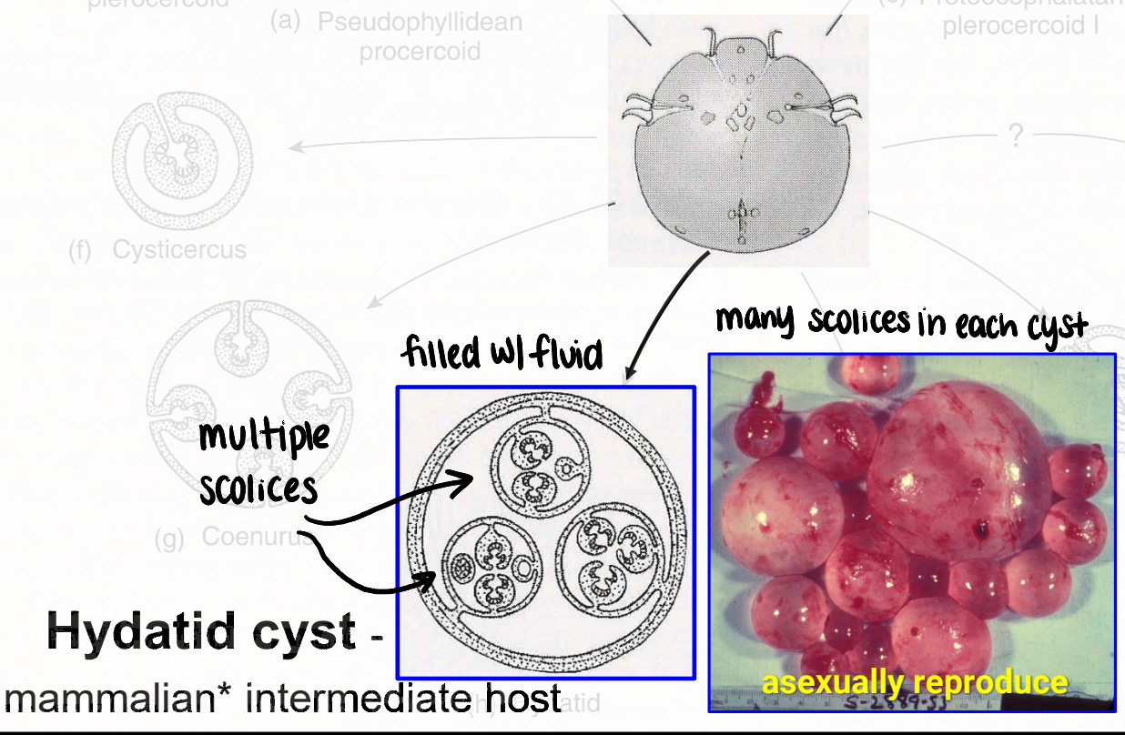 <ul><li><p>metacestode that infects <strong><u>mammalian intermediate host </u></strong>(can include humans)</p></li><li><p>filled with fluid</p></li><li><p>many scolices in each cyst</p></li><li><p><strong><u>can asexually reproduce</u></strong></p></li></ul><p></p>