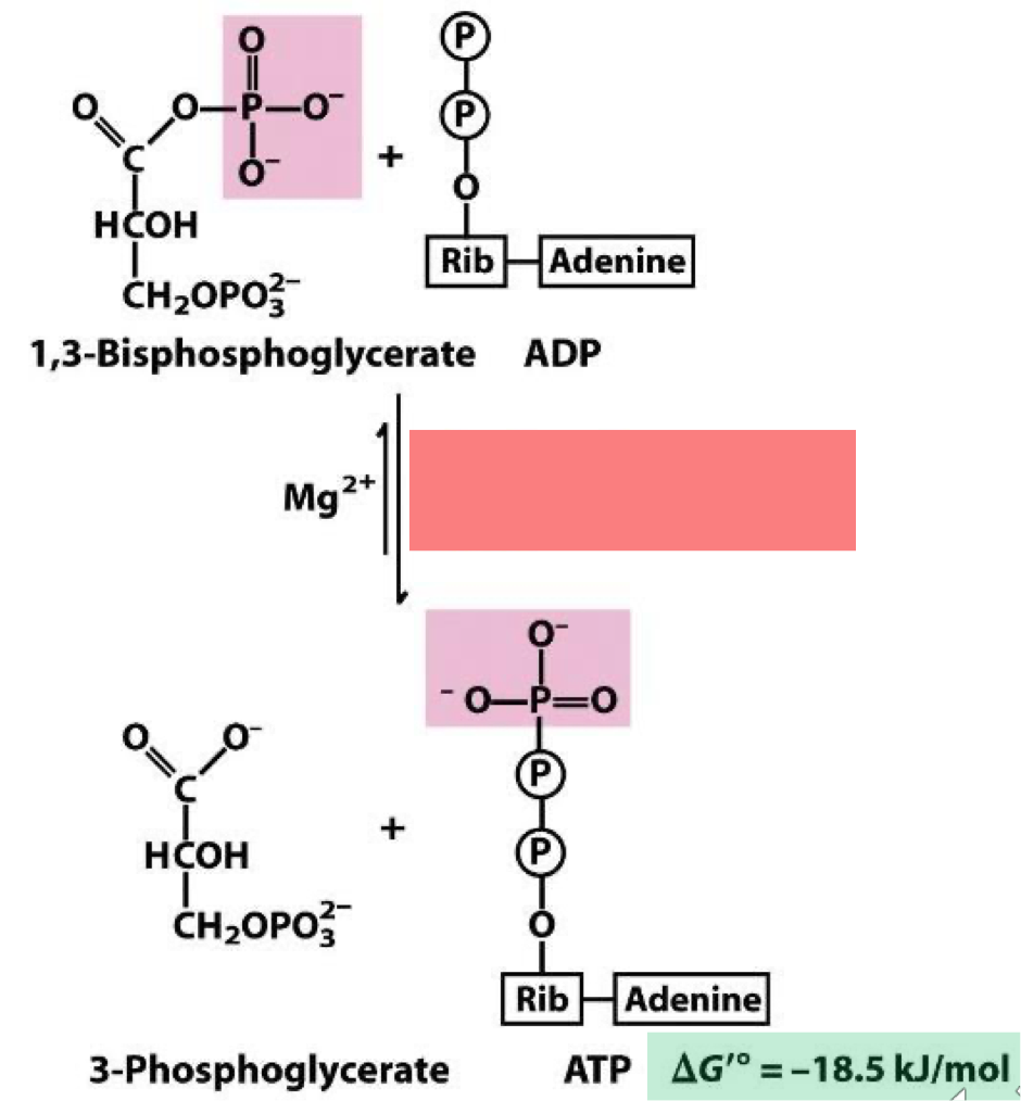 <p>acyl phosphate of 1,3 - bisphosphoglycerate is energy rich enough to enable thermodynamically favorable synthesis of ATP. named for the reverse reaction the energetically unfavorable phosphorylation of the carboxylate of glycerate. </p>