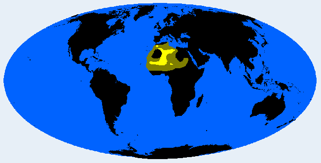 <p>Fezzanid (Mediterranid, Sudanid)</p>