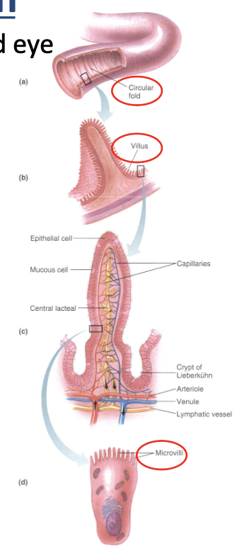 <p>facilitates absorption by having a large surface area to allow nutrients to be absorbed by diffusion over the mucosal lining</p><ul><li><p>contributes to increase of surface area</p><ul><li><p>circular folds → visible</p></li><li><p>villi → inside circular folds</p></li><li><p>microvilli → inside villi</p></li></ul></li></ul><p></p>