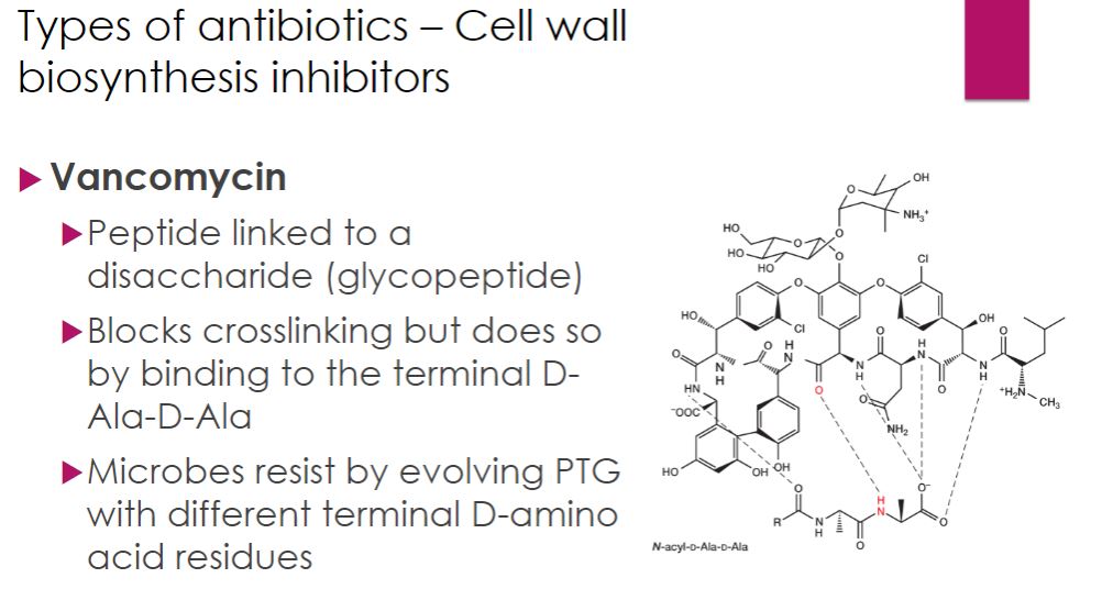 <p>Vancomycin</p>