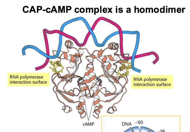 <p>A homodimer. </p>