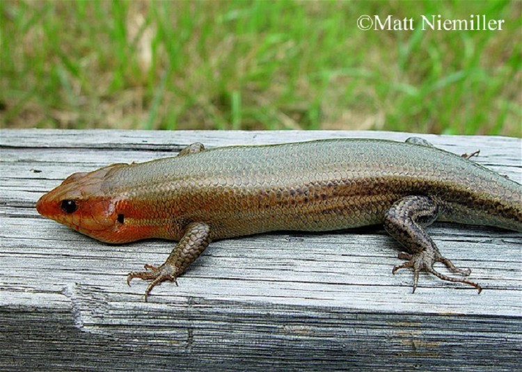 <p><span>&nbsp;A large, smooth-scaled lizard (6.5 to 12.5 inches in length) with short legs and stocky body.&nbsp; &nbsp;Adult males, the namesake of this species, are olive-brown with large, swollen red heads during the breeding season.&nbsp; &nbsp;Adult females are variable, but usually have up to 5 light or faded stripes on brownish body.&nbsp; &nbsp;Juveniles have 5 distinct, light colored stripes on a black background with a bright blue tail.</span></p>