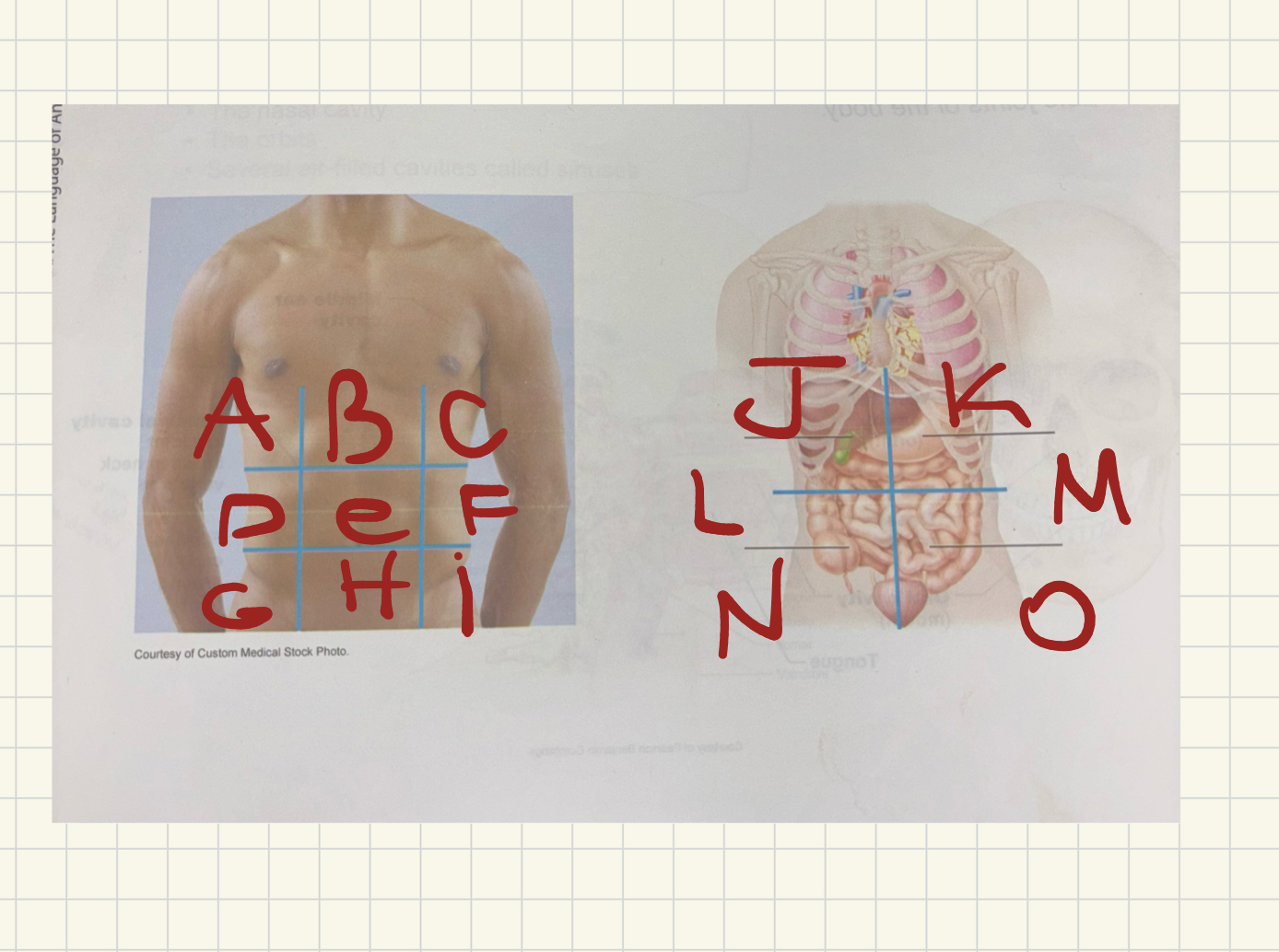 <p>What’ve organs are located in the left lower quadrant</p>