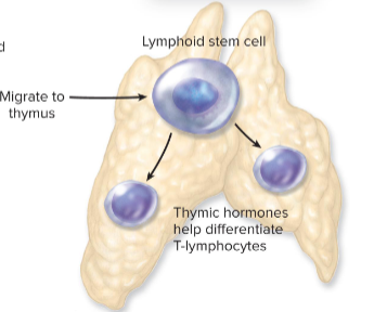<p>lymphopoesis of T cell, differentiated by thymic hormones</p>