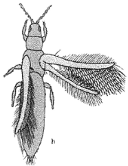 <p>Thrips </p>