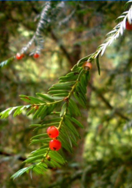 <p>used to treat breast and ovarian cancer (Taxol Pacific Yew)</p>