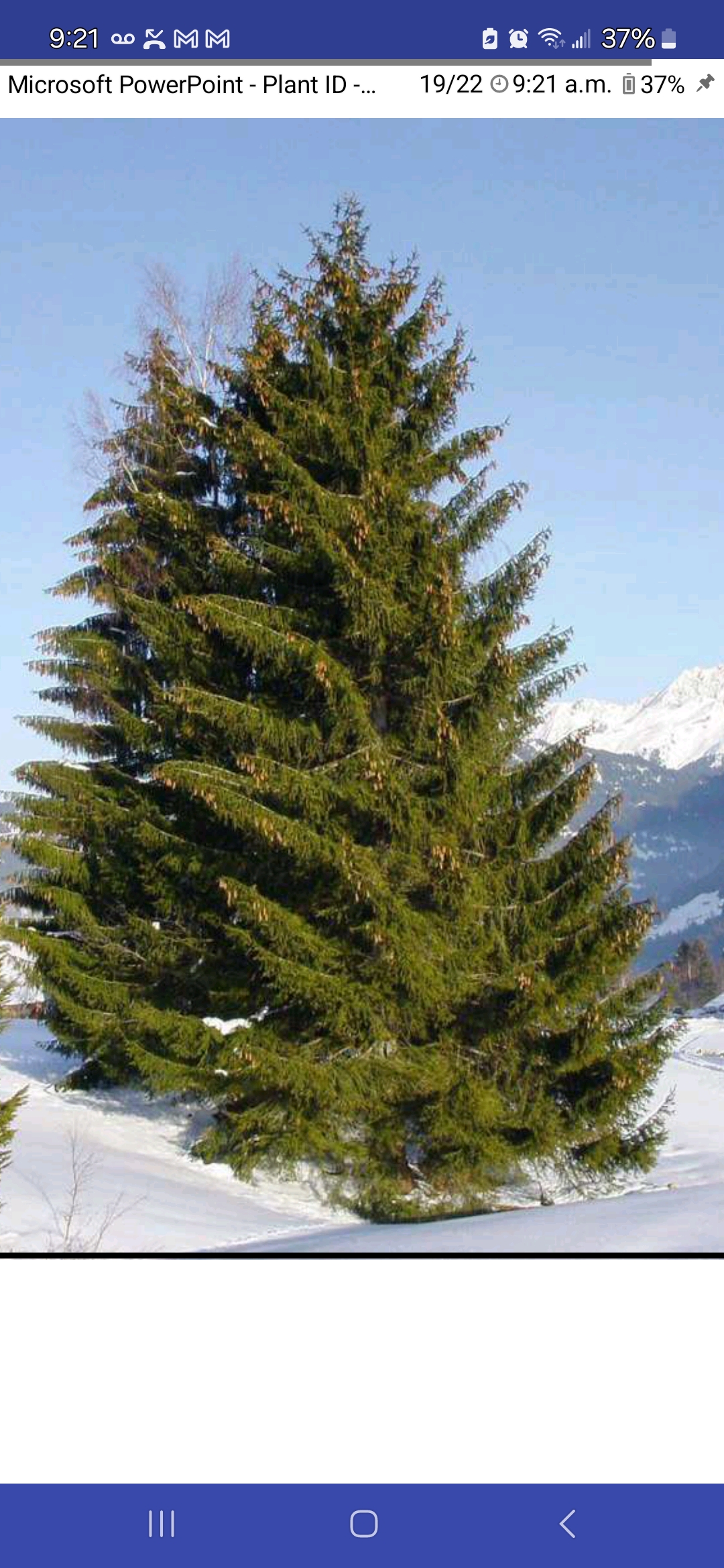 <p>Norway spruce</p>