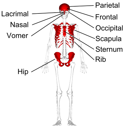 <p>What are flat bones?</p>