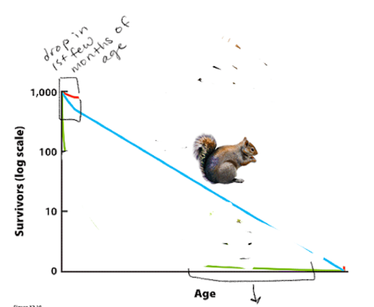 <p>survivorship curve</p>