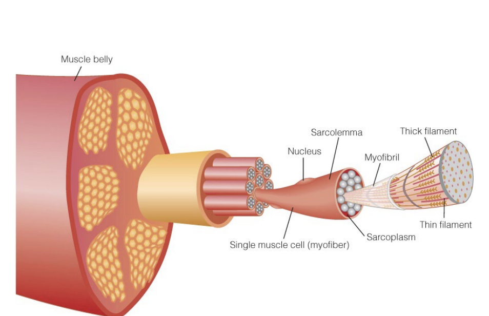 <p>Depending on size, can be innervated by multiple muscle</p>