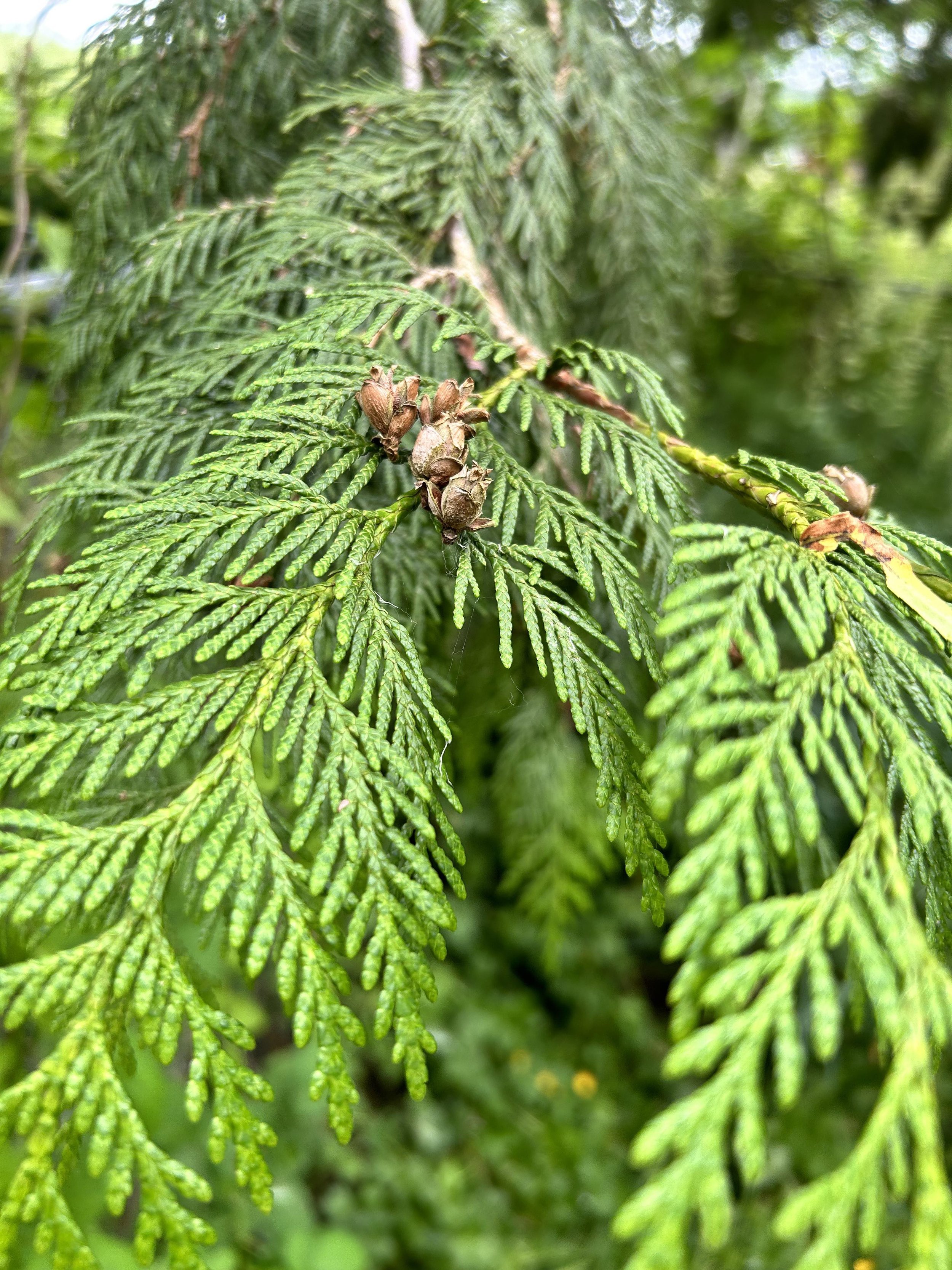 <p>What tree is this?</p>