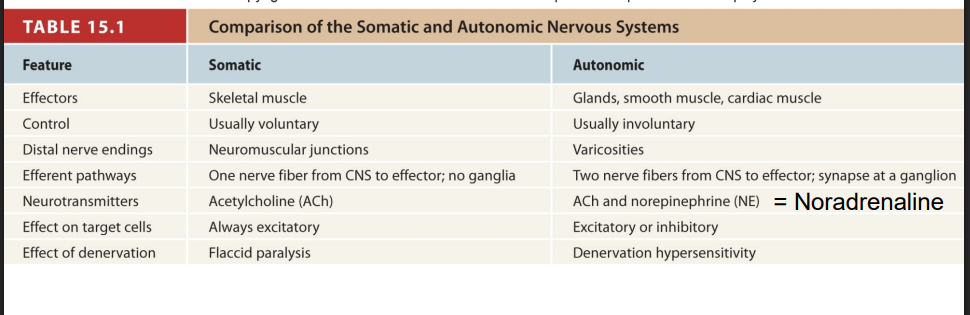 <p>Autonomic Output Pathways</p>