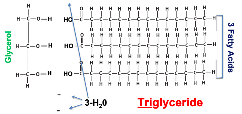 <p>triglycerides - one glycerol molecule (3 carbon and 3 hydroxyl groups) and 3 fatty acids (1 acidic carboxyl group and hydrocarbon chain)</p><p>3 dehydration synthesis reactions bind each fatty acid to the glycerol molecule, 3 hydrolysis reactions release each fatty acid from the glycerol</p>