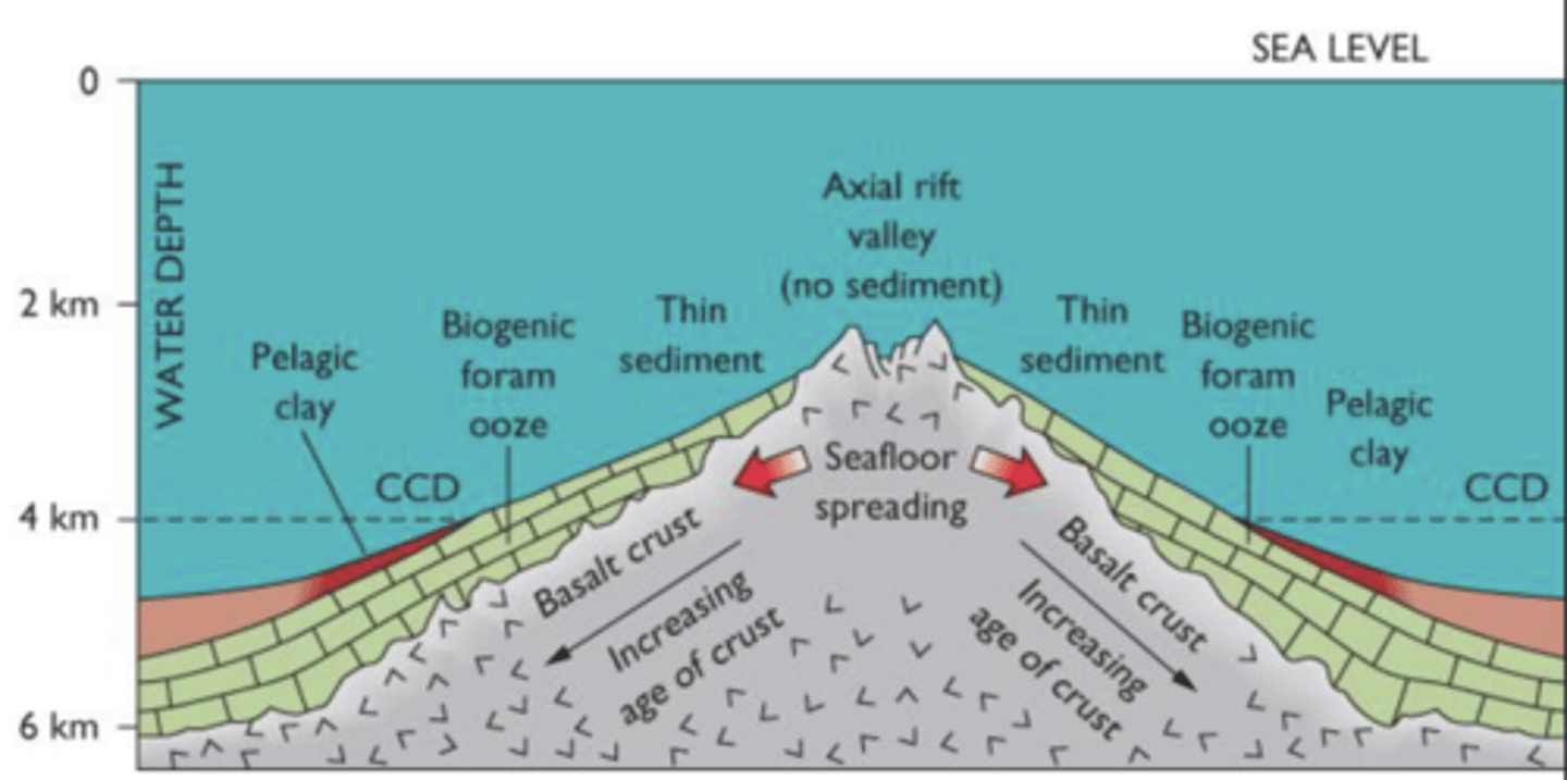 <p>Around MOR rocks are higher, above CCD - Calc forams</p><p>Away from MOR rocks are lower, below CCD - pelagic clay</p>